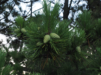P8080676_thumb.png