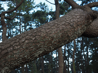 P8080684_thumb.png