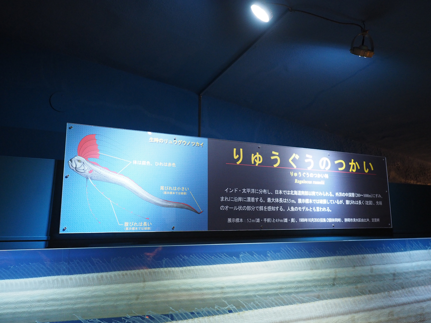P8090206.jpg