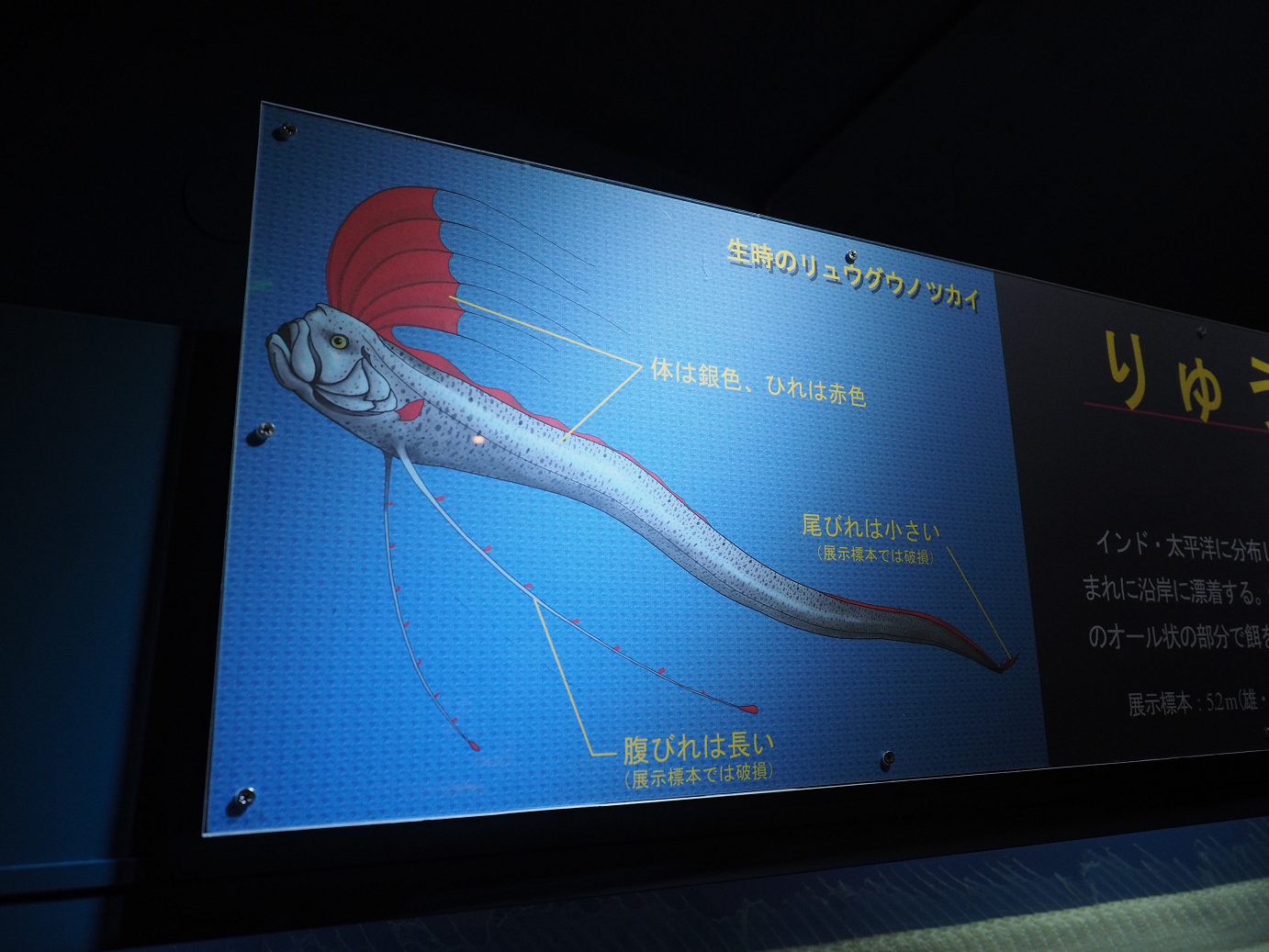 P8090237.jpg