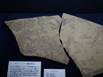 P8090605_thumb.png