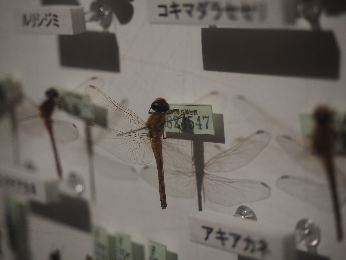 P8230321.jpg