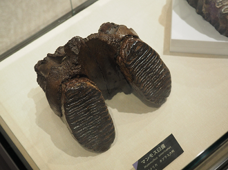 P8230364_thumb.png