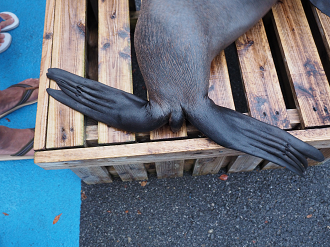 P8240989_thumb.png