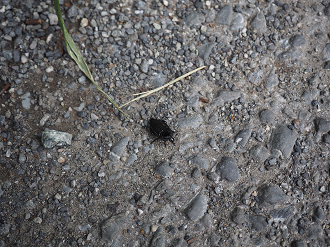 P8250404_thumb.png