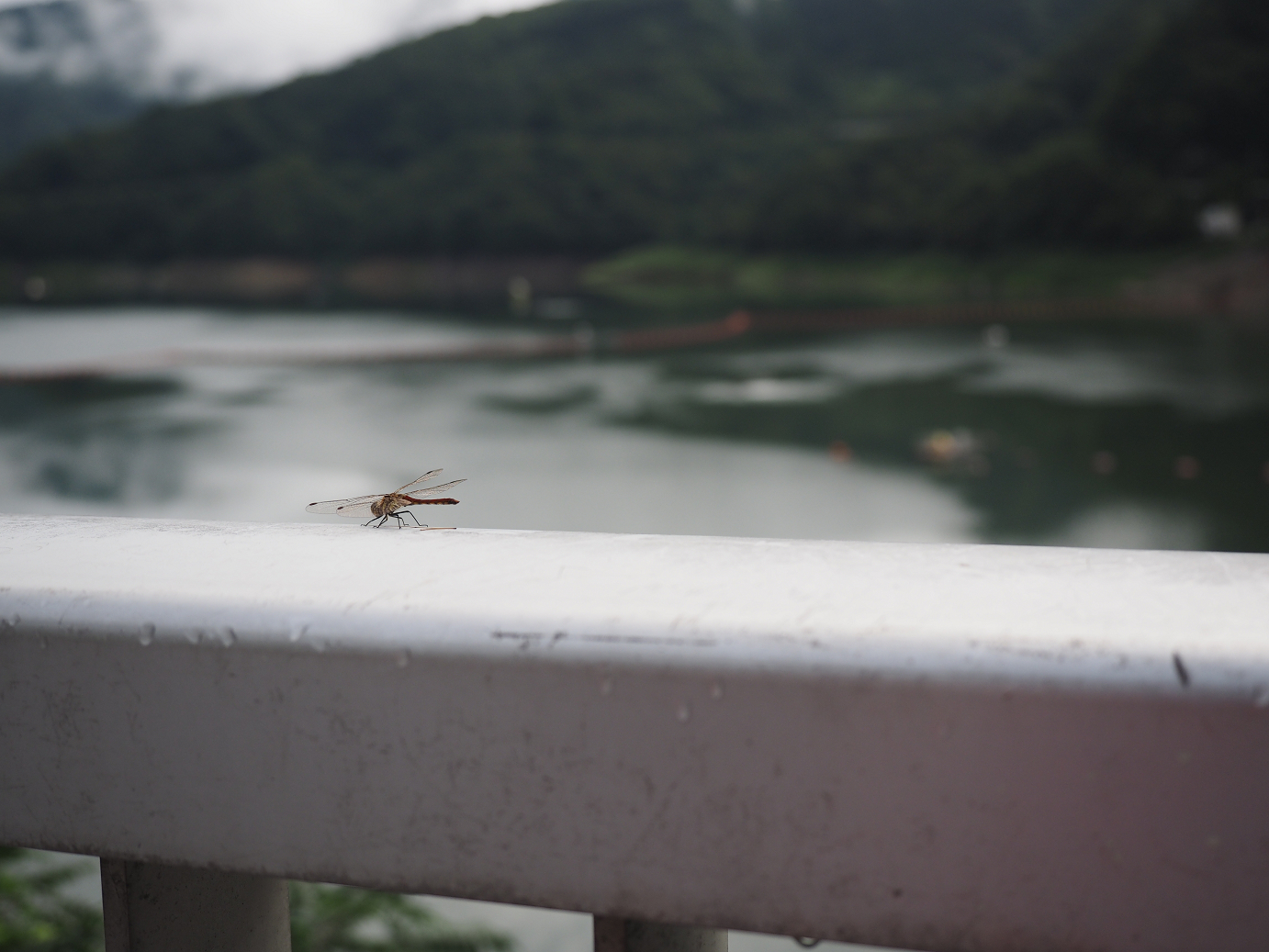 P8300030.jpg