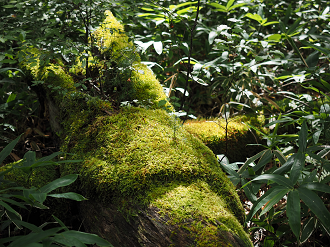 P8300540_thumb.png