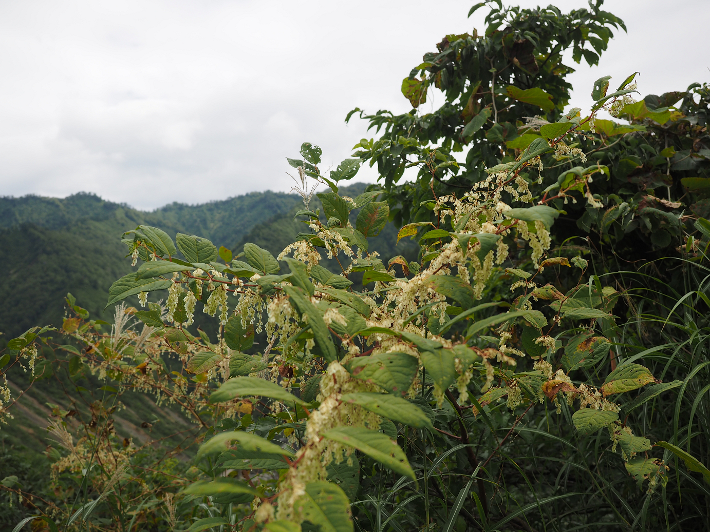 P9130147.jpg