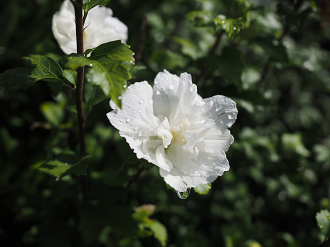 P9140484_thumb.png