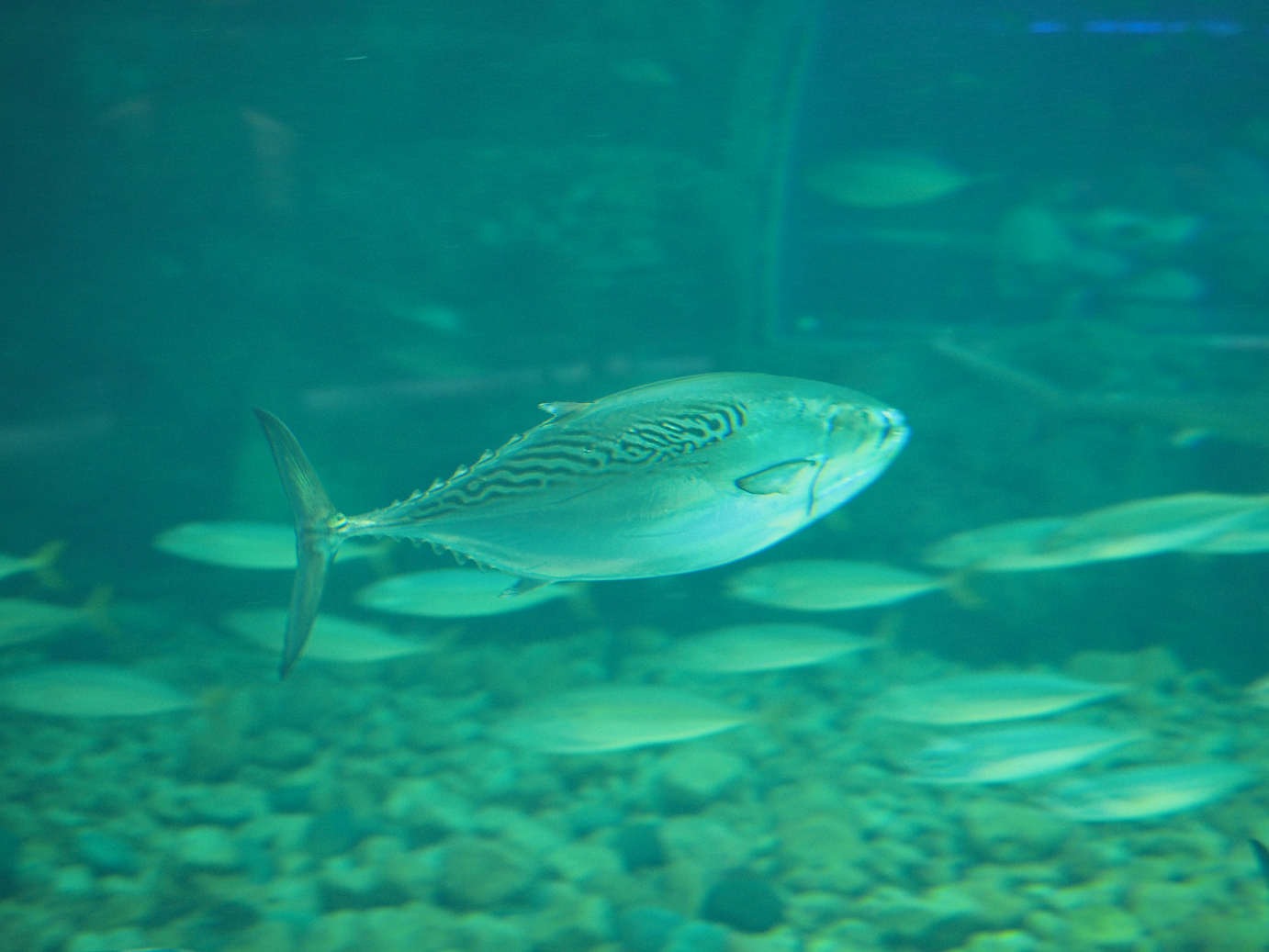 P9140627.jpg