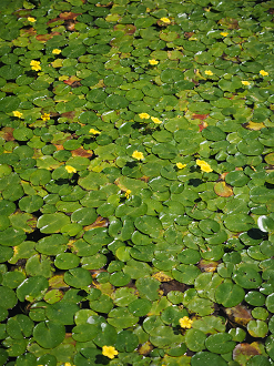 P9141279_thumb.png