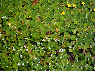 P9141281_thumb.png
