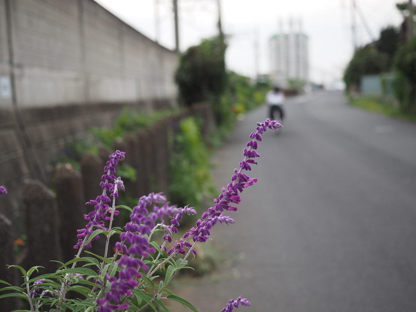 P9190486.jpg