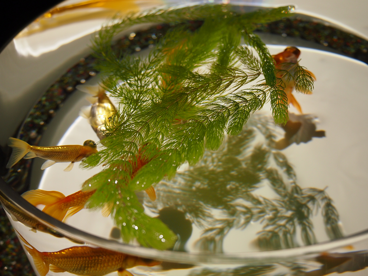 P9192745.jpg