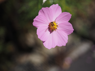 P9210154_thumb.png