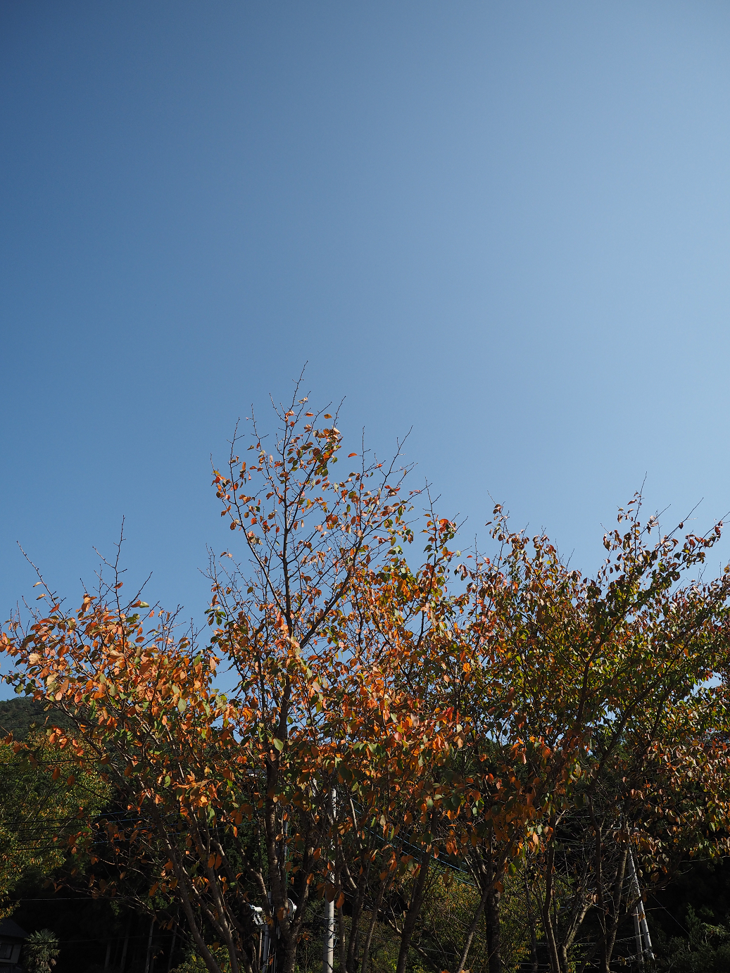 PA110029.jpg