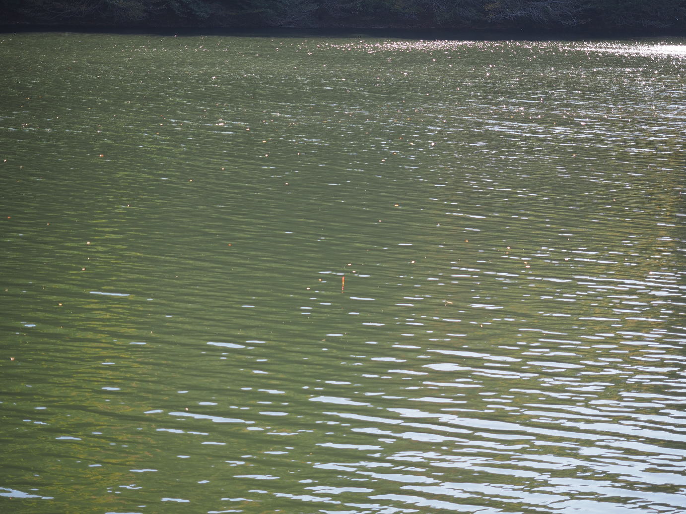 PA280255.jpg