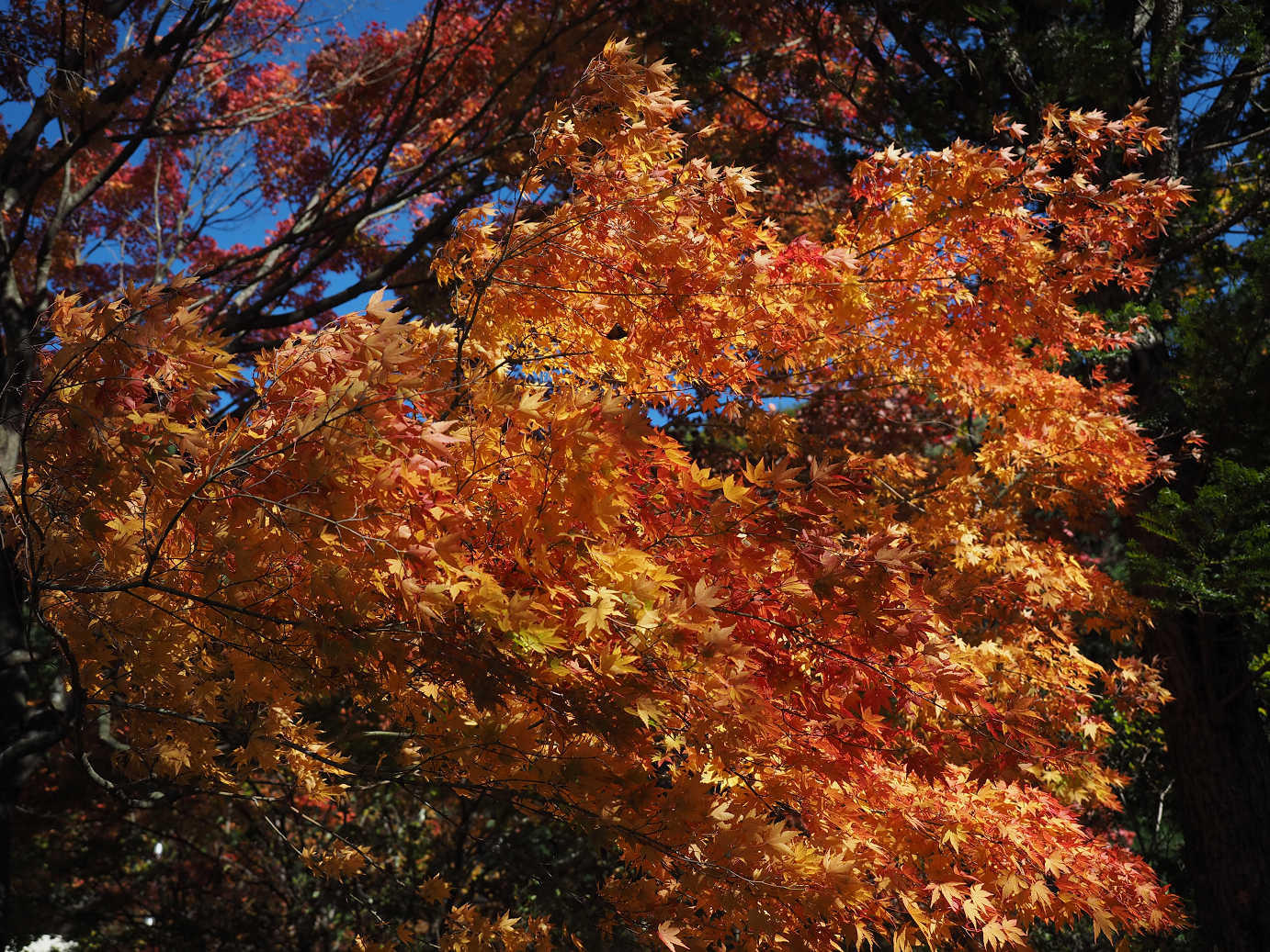 PA280638.jpg