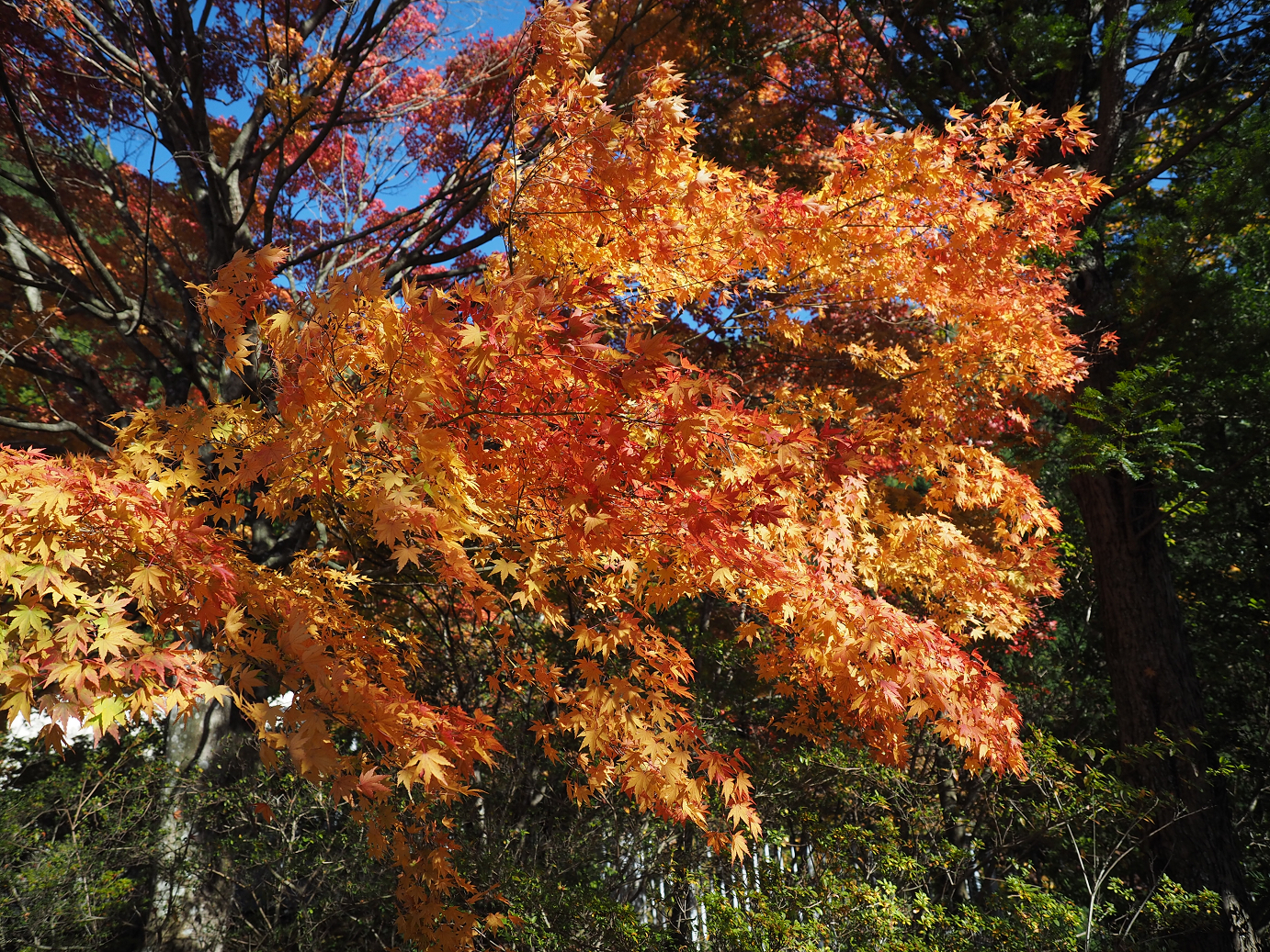 PA280640.jpg