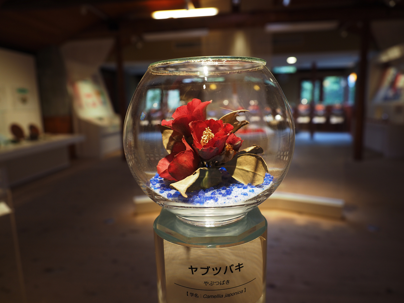 PB160577.jpg