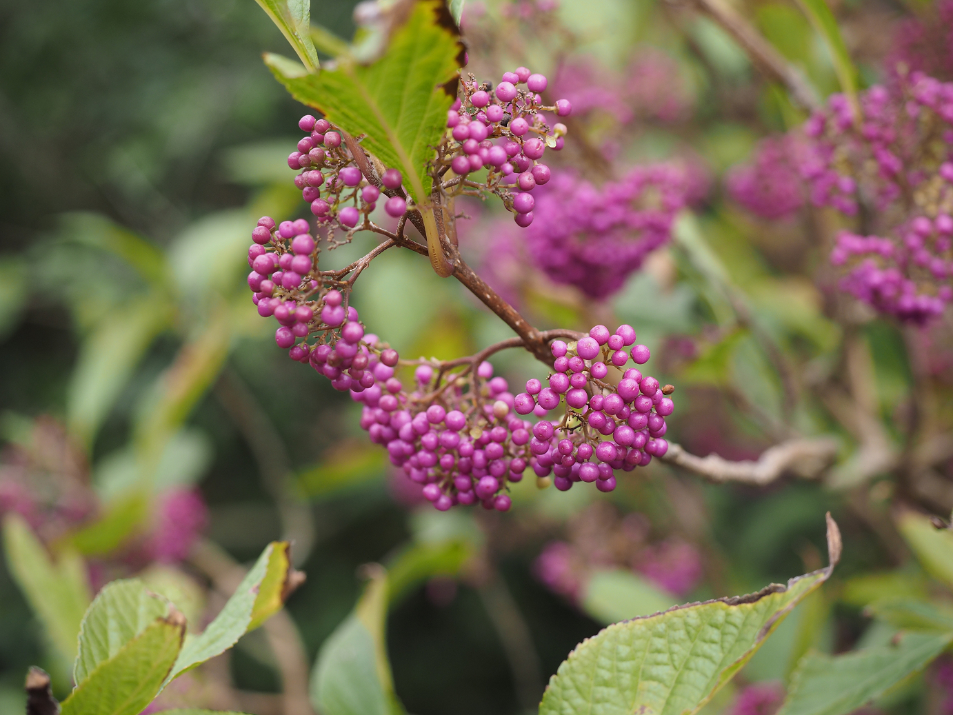 PB160596.jpg