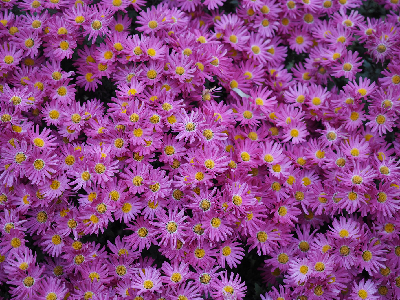 PB171153.jpg