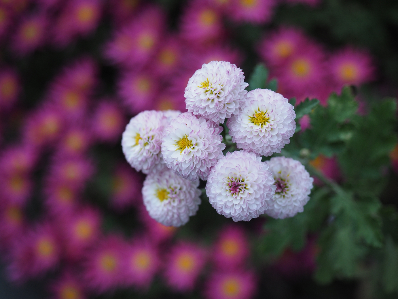 PB171155.jpg