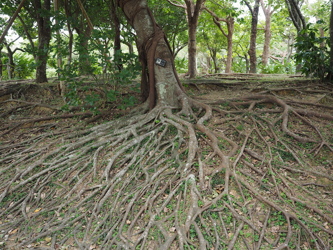 P1180086.jpg