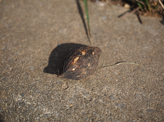 P1191160_thumb.png