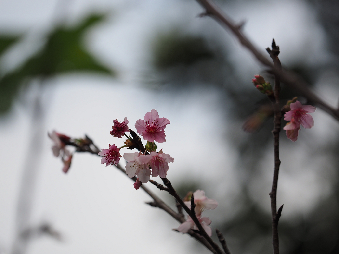 P1191200.jpg