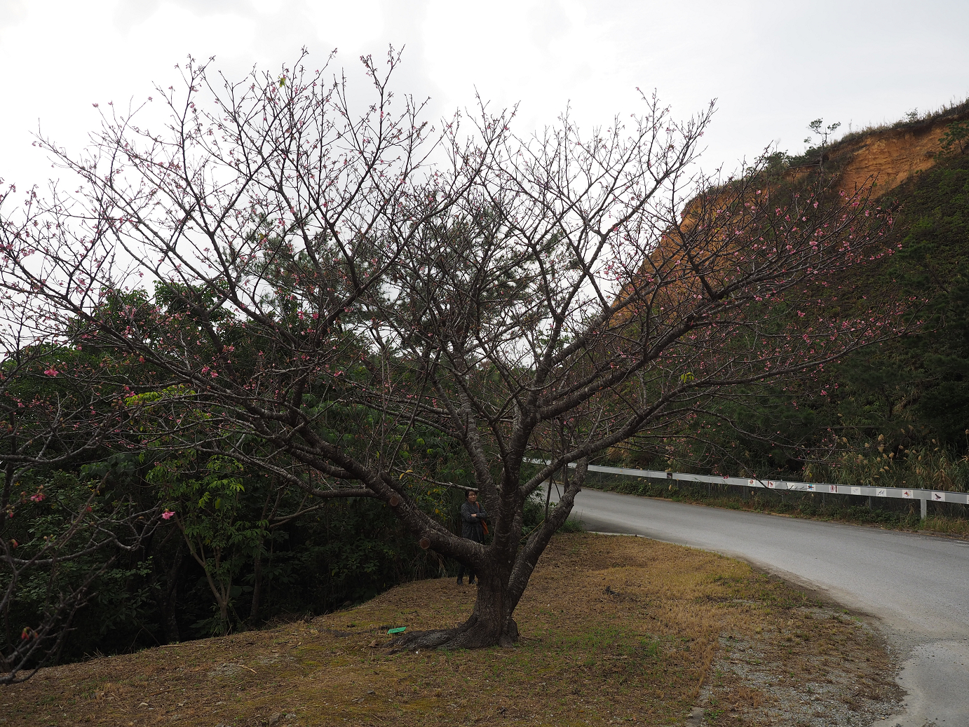 P1191282.jpg
