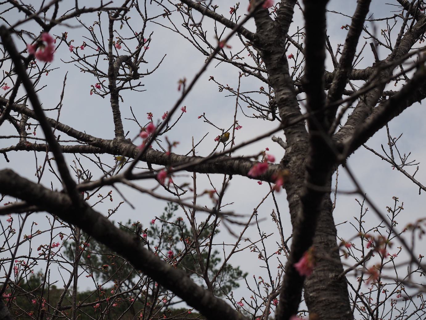 P1191319.jpg