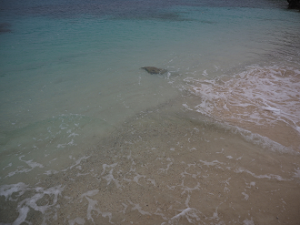 P1191628_thumb.png