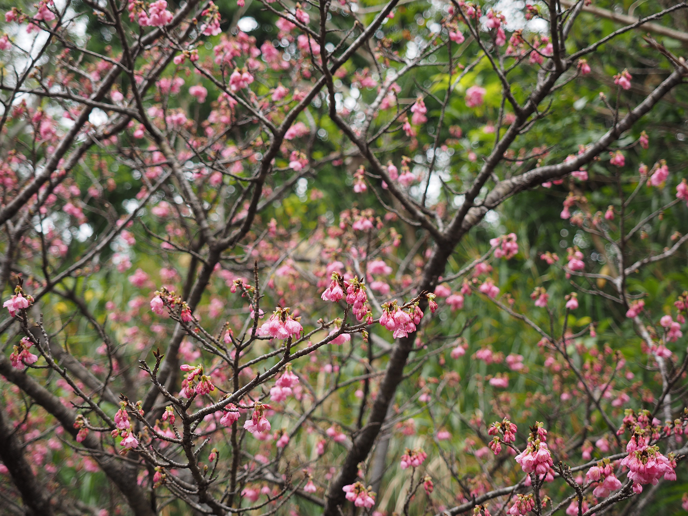 P1200028.jpg