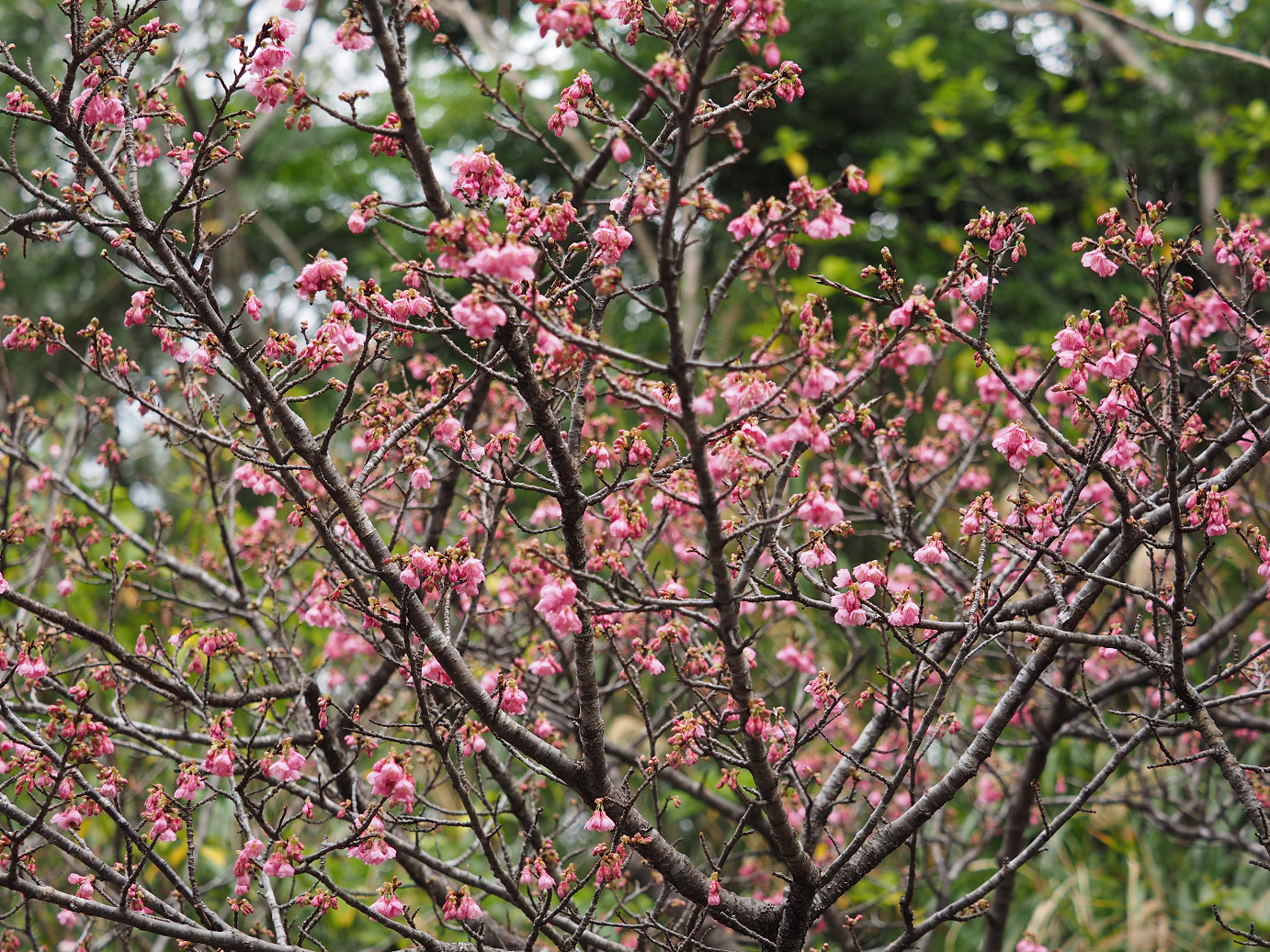 P1200051.jpg