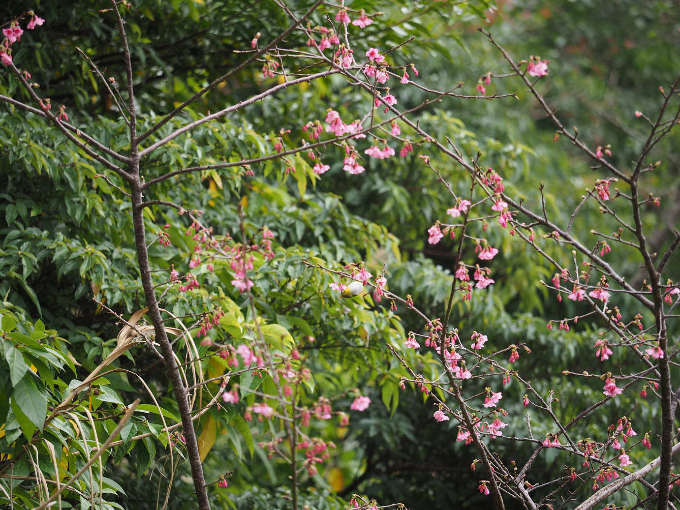 P1200054.jpg