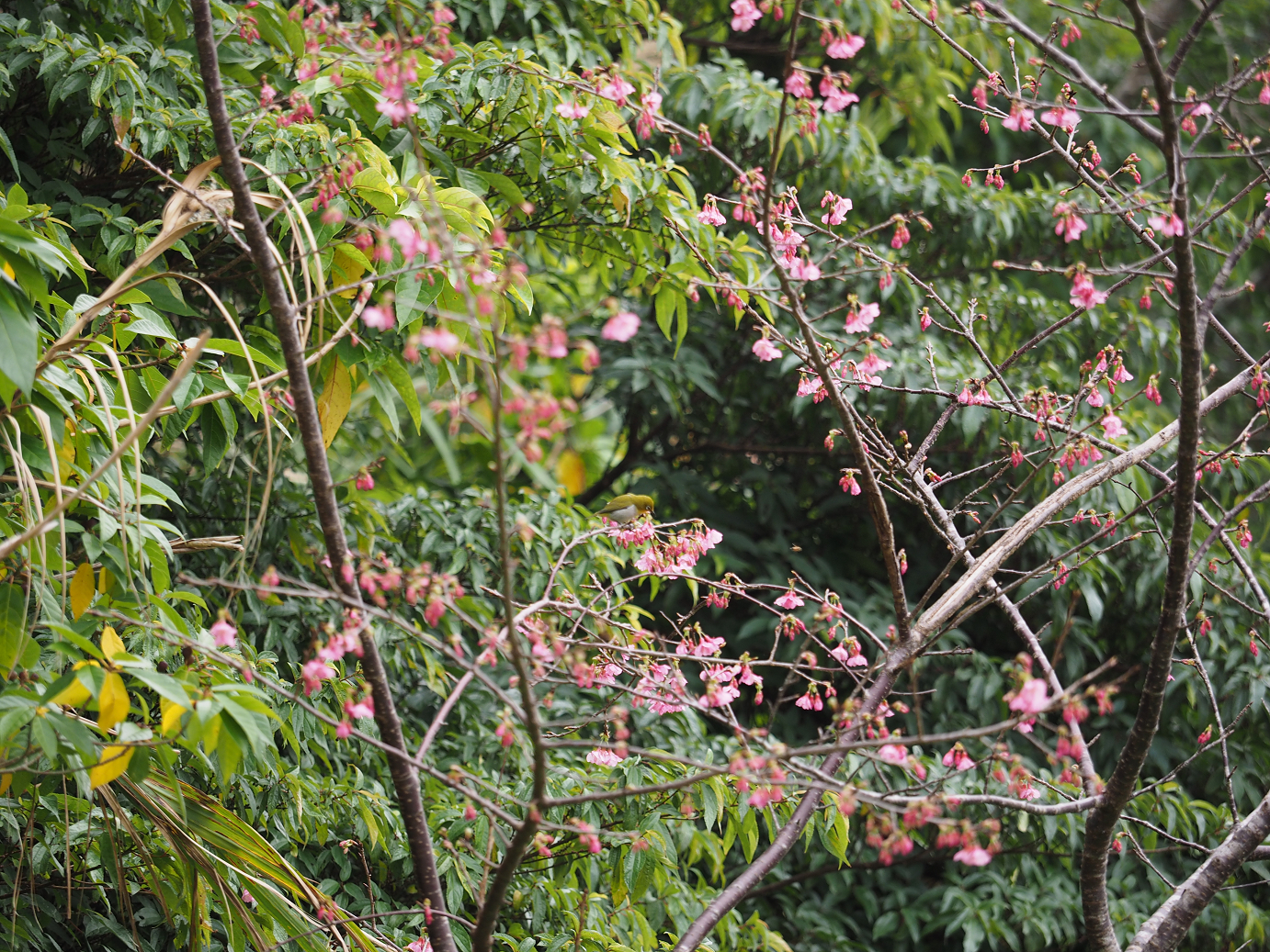 P1200055.jpg