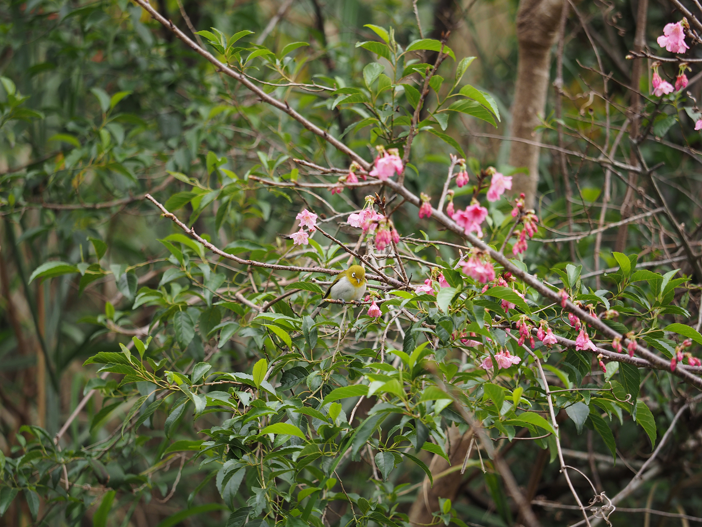 P1200066.jpg