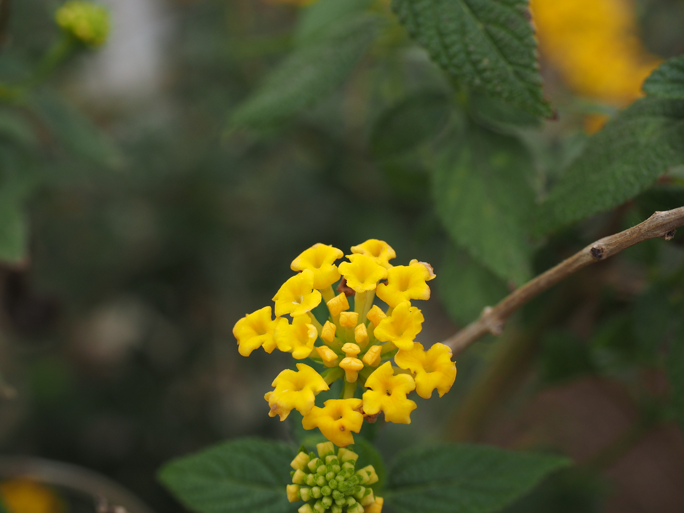 P1200166.jpg