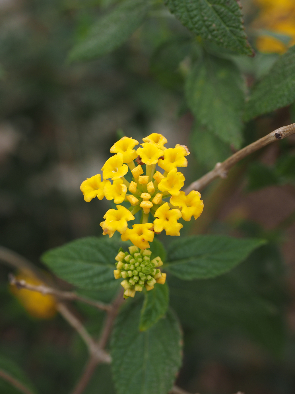 P1200167.jpg