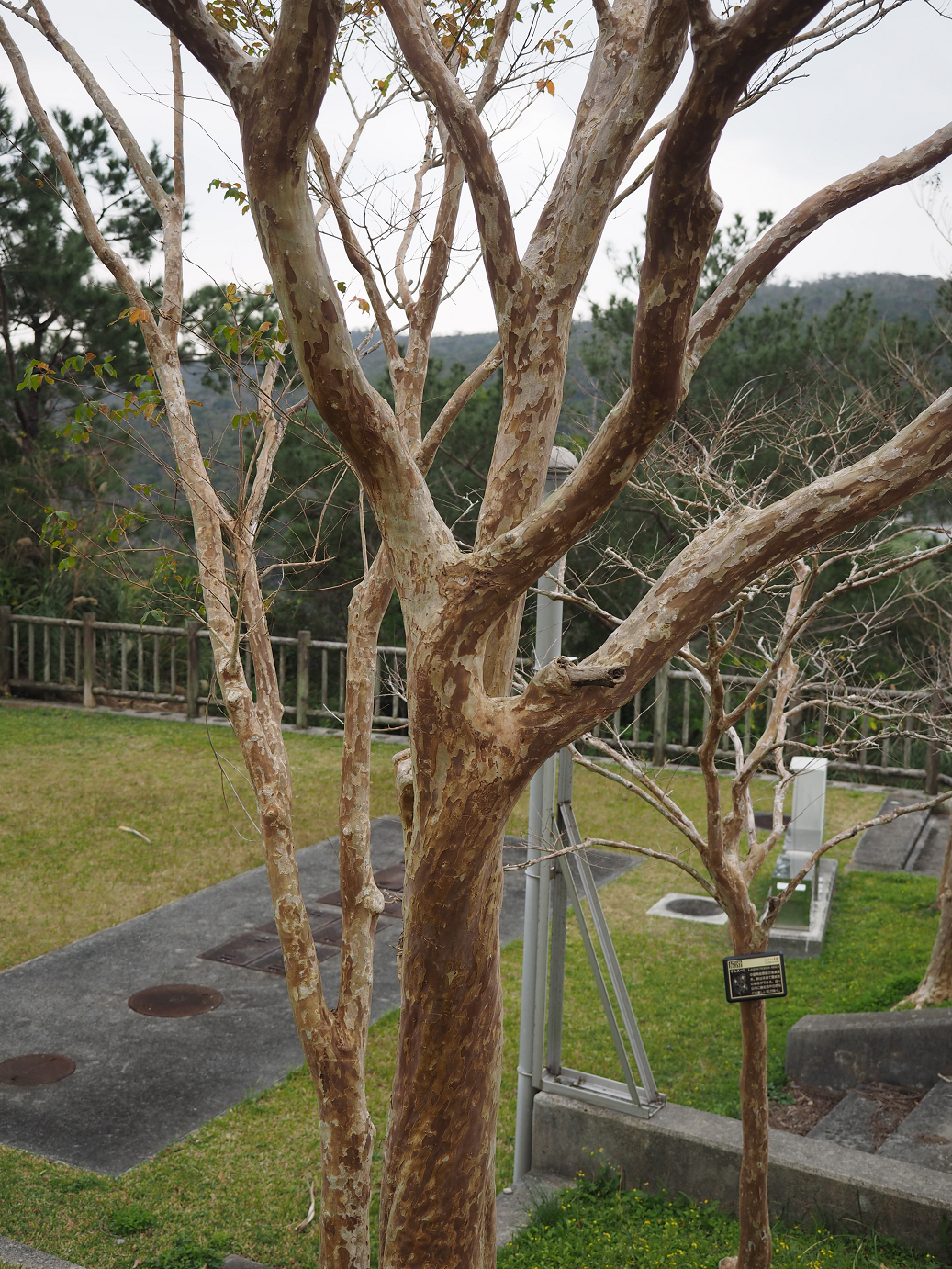 P1200171.jpg