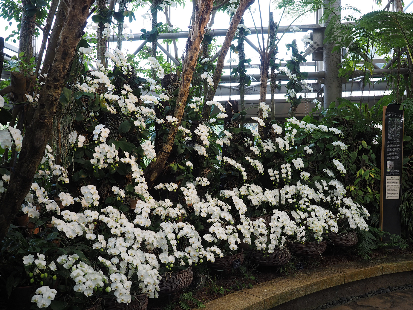 P1200276.jpg