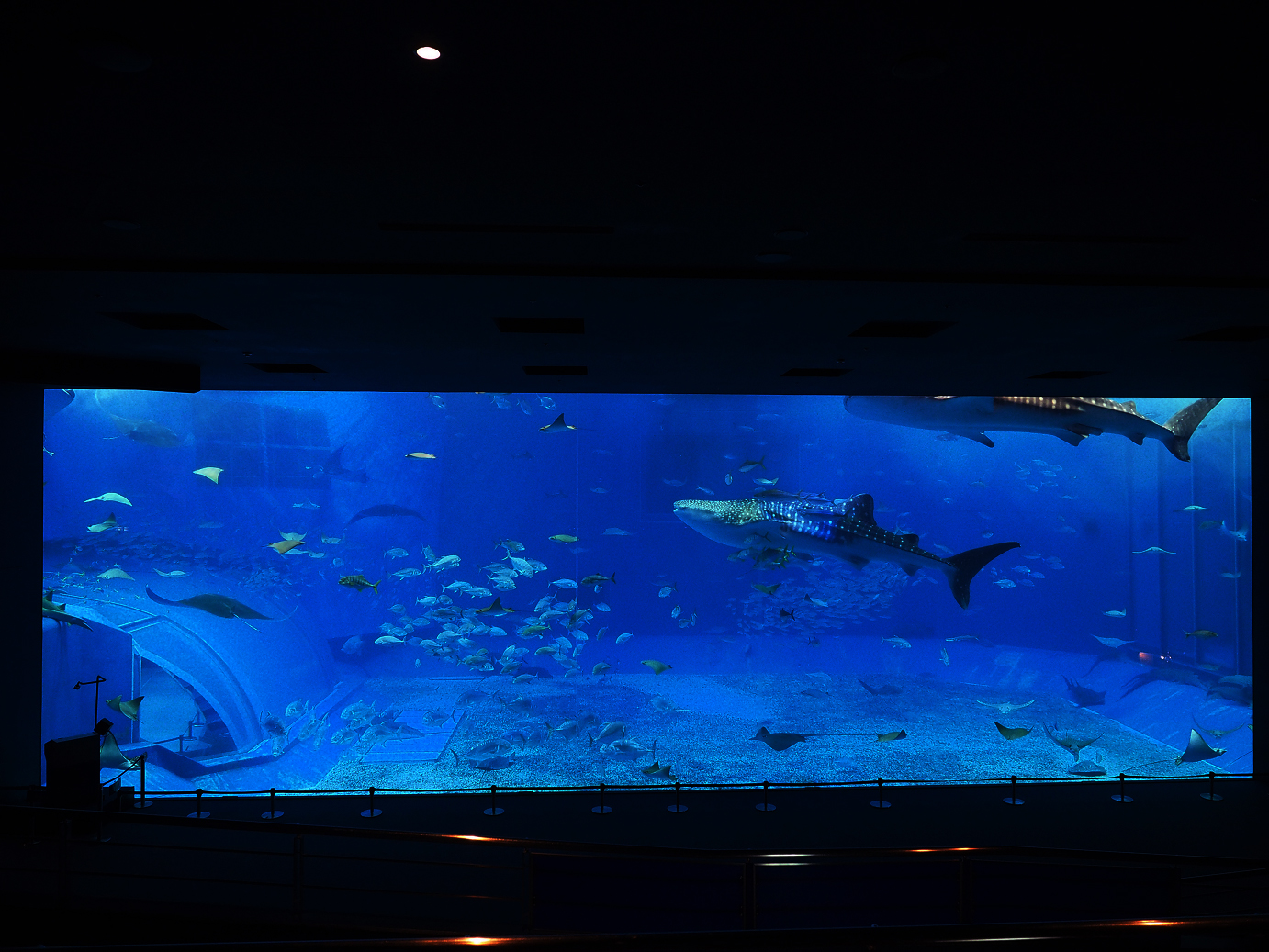 P1210025.jpg