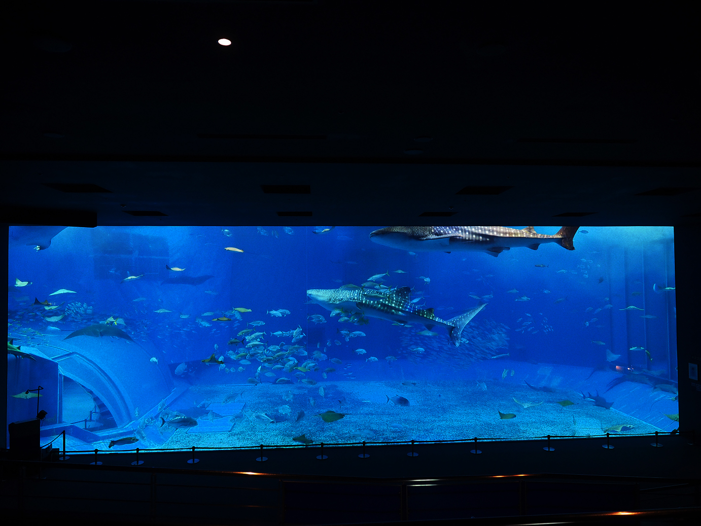 P1210027.jpg