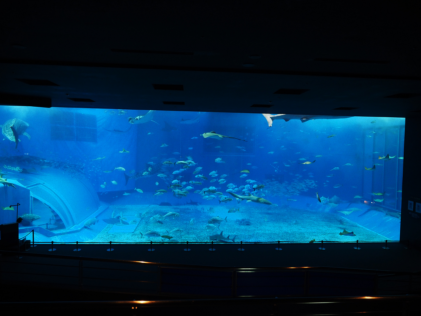 P1210031.jpg