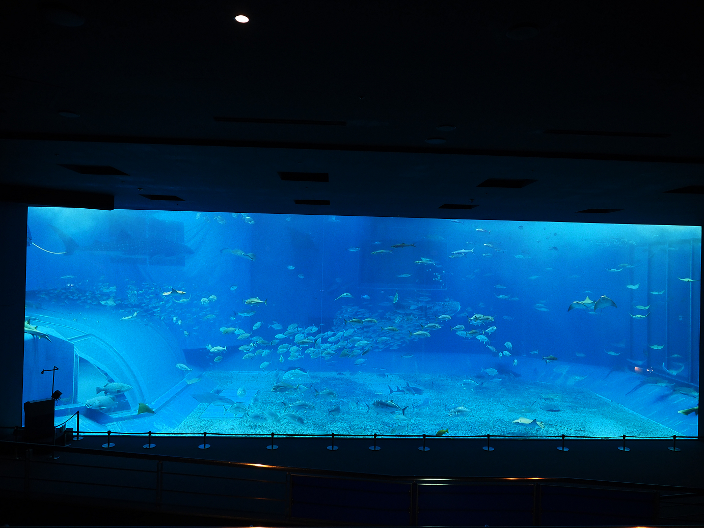 P1210033.jpg