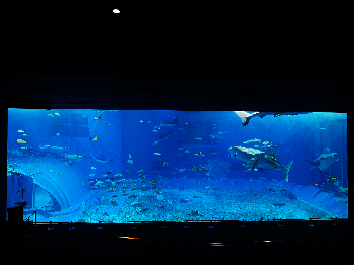 P1210052.jpg