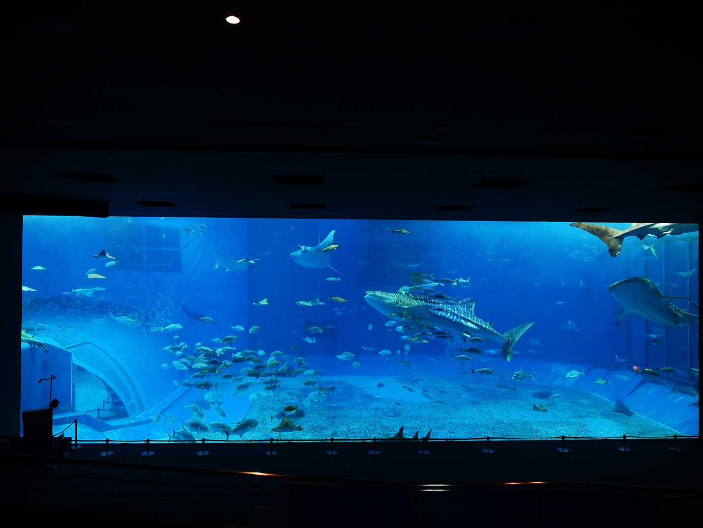 P1210055.jpg
