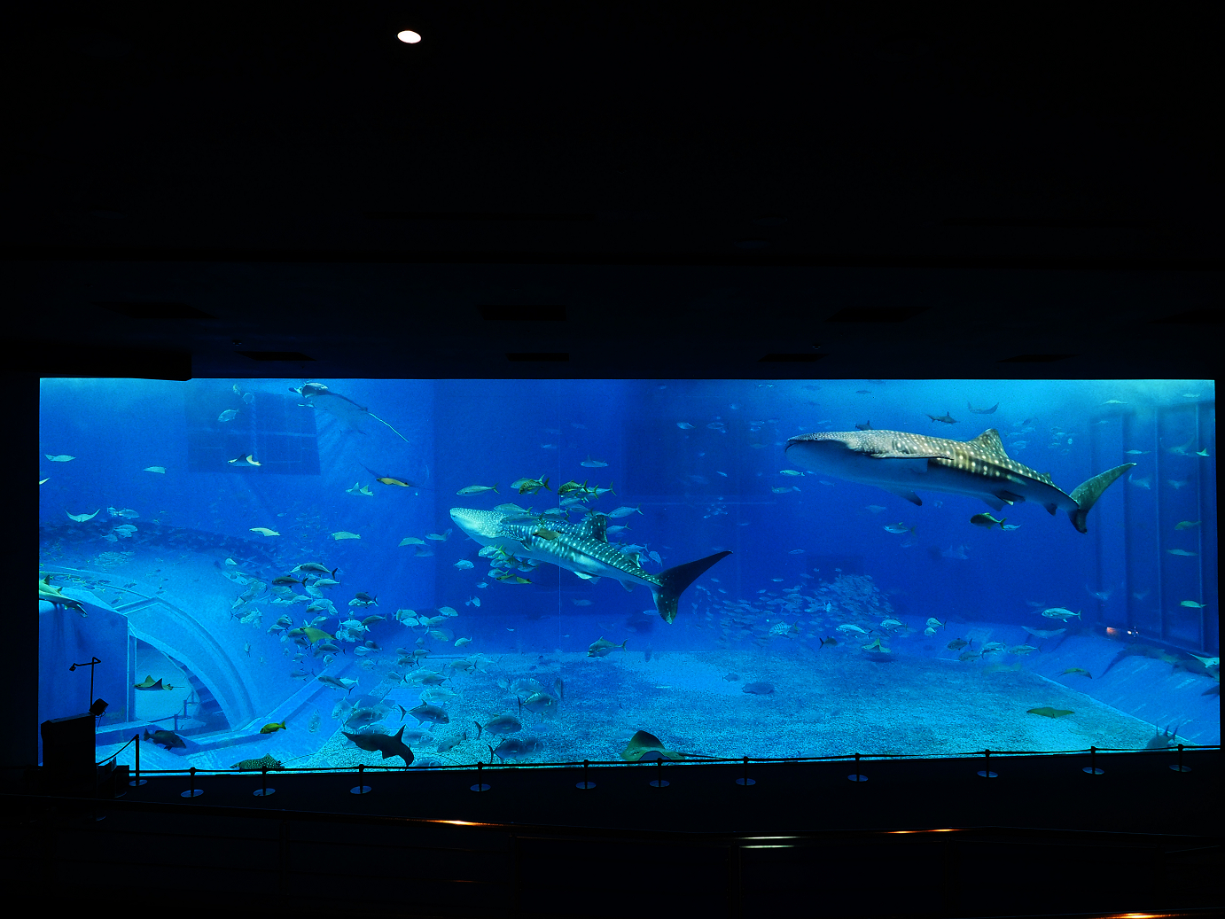 P1210056.jpg