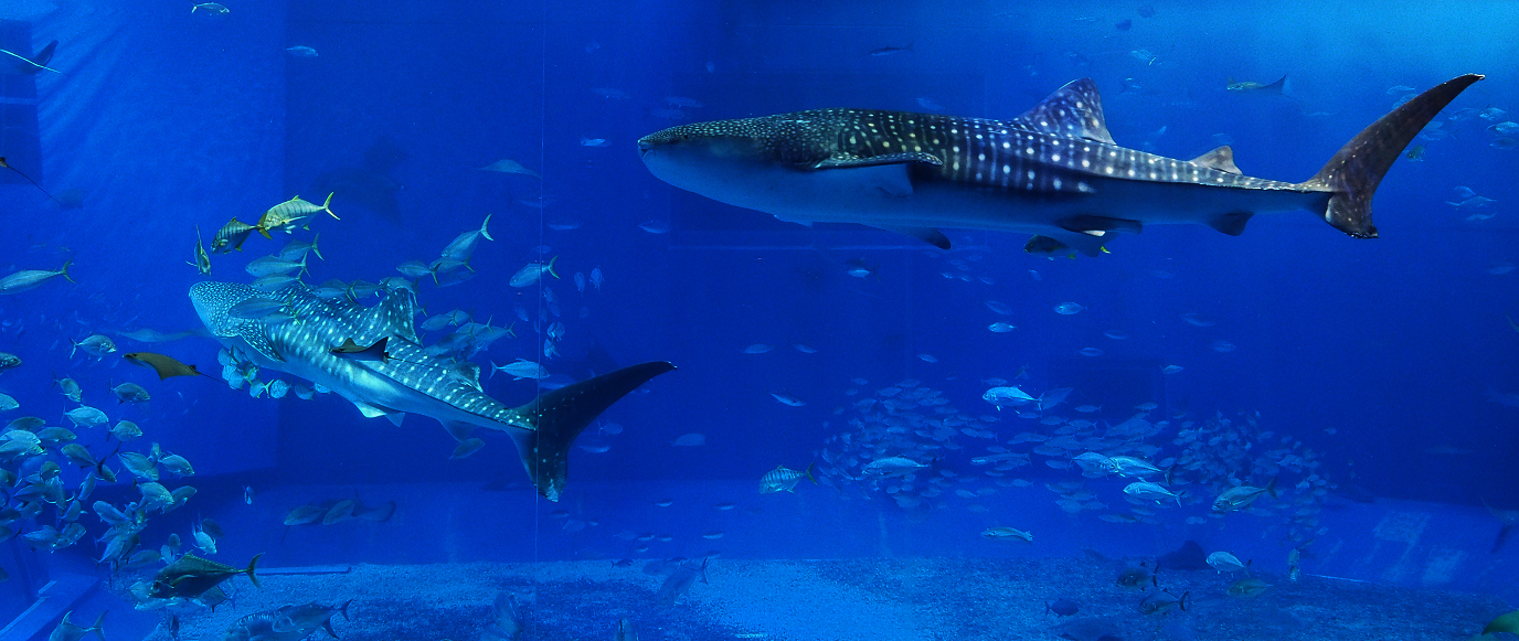P1210058.jpg
